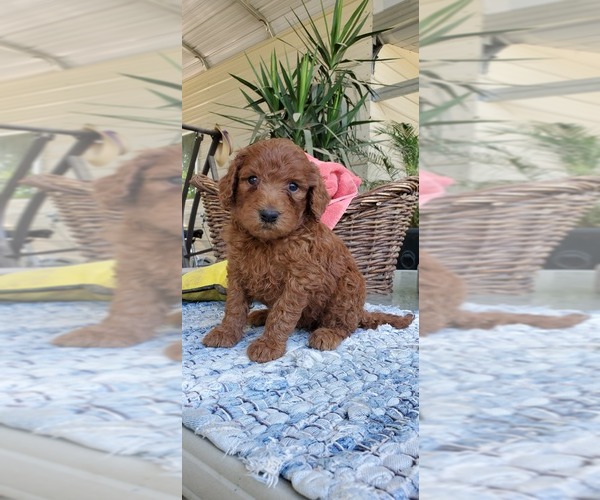 Medium Photo #2 Labradoodle Puppy For Sale in FRESNO, CA, USA