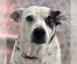 Small Photo #20 Mutt Puppy For Sale in Canton, CT, USA