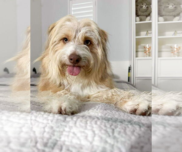 Medium Photo #2 Goldendoodle (Miniature) Puppy For Sale in Corona, CA, USA