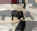 Small Photo #3 Labrador Retriever-Unknown Mix Puppy For Sale in Jackson Township, NJ, USA