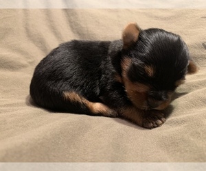 -Yorkshire Terrier Mix Puppy for sale in EVANSVILLE, IN, USA