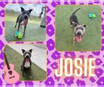 Small #1 American Pit Bull Terrier
