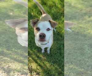 Poncho - Male Mutt Dog for Adoption - Photo #3