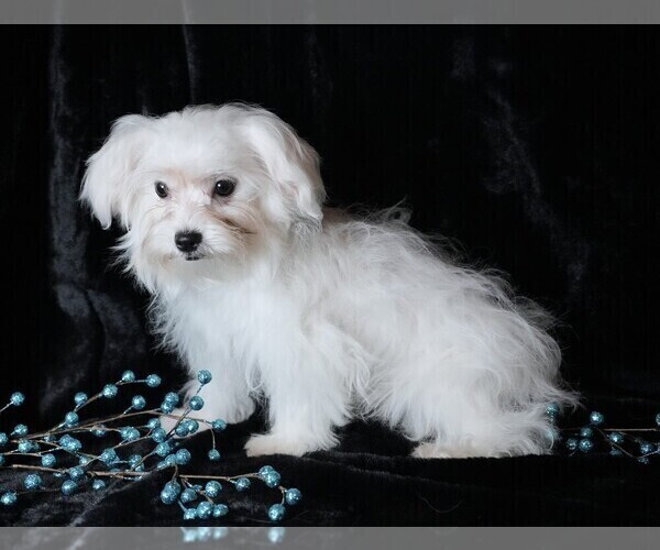 Medium Photo #2 Maltese Puppy For Sale in ROCK VALLEY, IA, USA