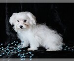 Small #1 Maltese