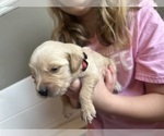 Small #8 Golden Retriever