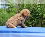 Small #5 Poodle (Toy)
