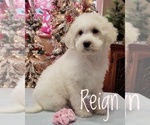 Small Photo #10 Goldendoodle Puppy For Sale in GOLDEN CITY, MO, USA