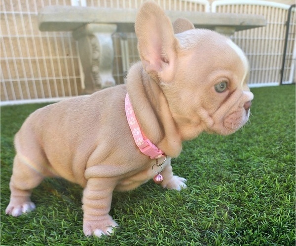Medium Photo #6 French Bulldog Puppy For Sale in LAS VEGAS, NV, USA