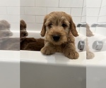 Small Photo #6 Goldendoodle (Miniature) Puppy For Sale in SOUTH ORANGE, NJ, USA