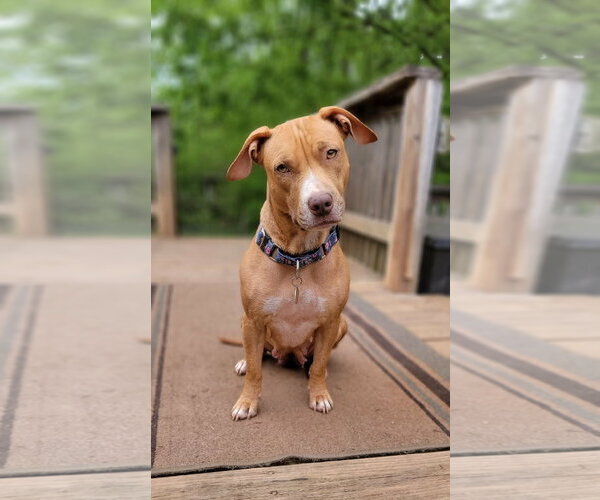 Medium Photo #6 American Staffordshire Terrier-Unknown Mix Puppy For Sale in Arlington, VA, USA