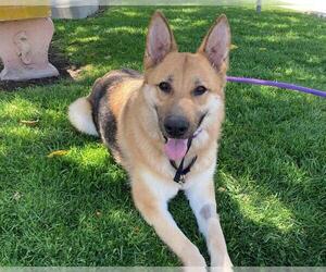 German Shepherd Dog Dogs for adoption in San Clemente, CA, USA