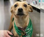 Small #3 Retriever  Mix