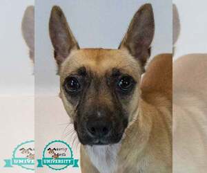 Mutt Dogs for adoption in Kennesaw, GA, USA