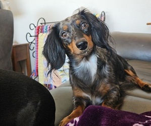 Mother of the Dachshund puppies born on 10/10/2023