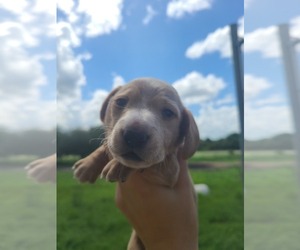 Dachshund Puppy for sale in BASINGER, FL, USA