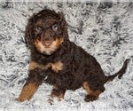 Image preview for Ad Listing. Nickname: chocolate phan