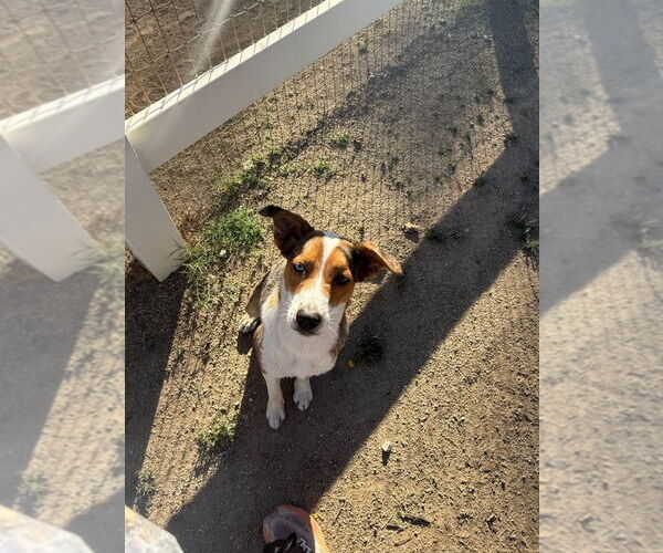 Medium Photo #3 Border-Aussie Puppy For Sale in Lake Forest, CA, USA