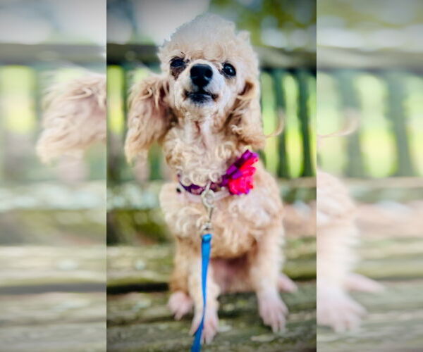 Medium Photo #2 Poodle (Toy)-Unknown Mix Puppy For Sale in Pacolet, SC, USA