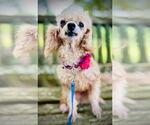 Small #1 Poodle (Toy) Mix