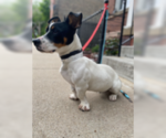 Small #2 Jack Russell Terrier Mix