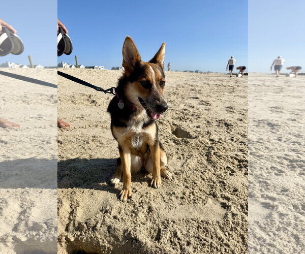 Medium Photo #12 Unknown-Welsh Corgi Mix Puppy For Sale in Oakhurst, NJ, USA