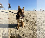 Small #11 Welsh Corgi Mix