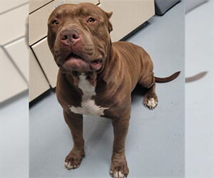 Mutt Dogs for adoption in St. Cloud, FL, USA