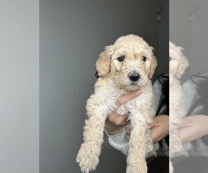 Goldendoodle Puppy for Sale in BAKERSFIELD, California USA