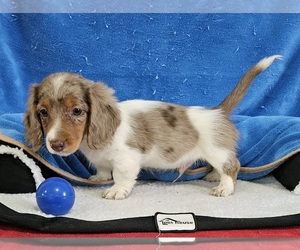Dachshund Puppy for sale in CLARK, MO, USA