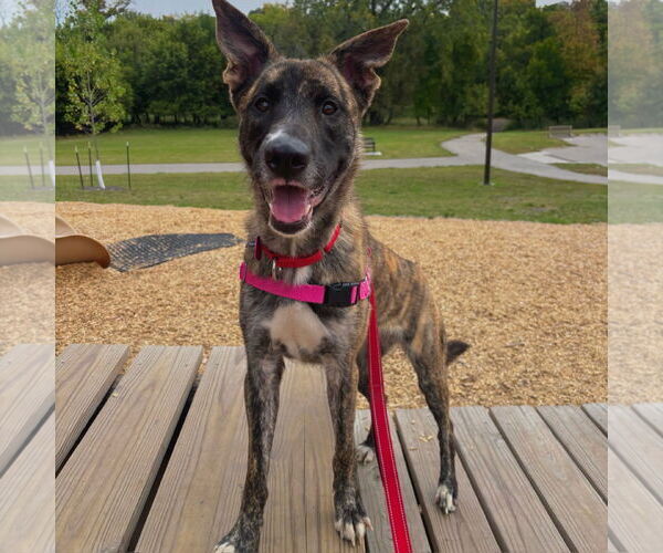 Medium Photo #2 Catahoula Leopard Dog-Unknown Mix Puppy For Sale in Fargo, ND, USA