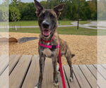 Small #1 Catahoula Leopard Dog Mix