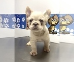 Small Photo #7 French Bulldog Puppy For Sale in SALT LAKE CITY, UT, USA