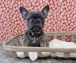 Small #2 French Bulldog