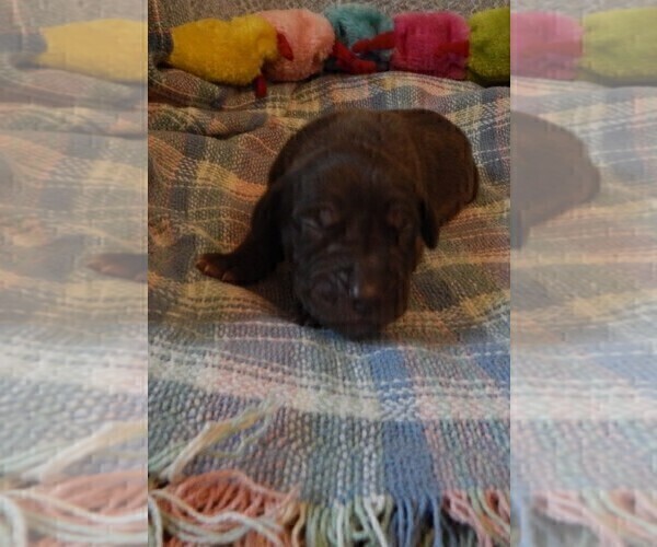 Medium Photo #13 Great Dane Puppy For Sale in SPRAGGS, PA, USA
