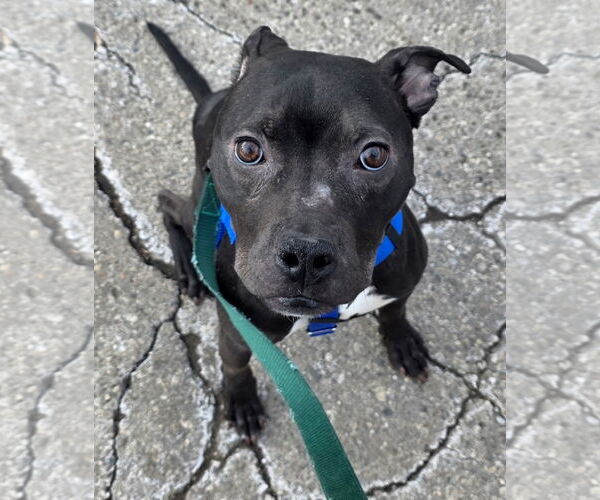 Medium Photo #8 Staffordshire Bull Terrier-Unknown Mix Puppy For Sale in Clarkston, MI, USA