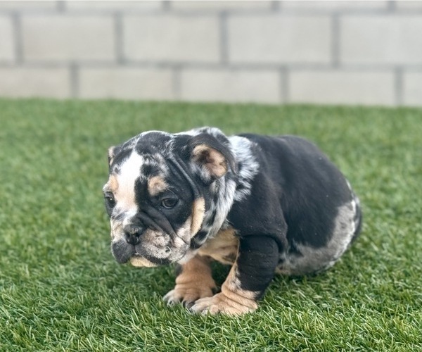 Medium Photo #7 English Bulldog Puppy For Sale in CHARLOTTE, NC, USA