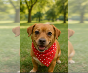 Dachshund-Unknown Mix Dogs for adoption in Cranston, RI, USA