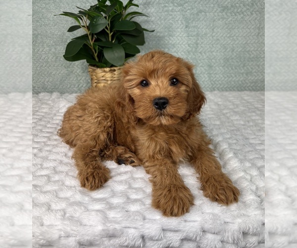 Medium Photo #3 Cavapoo Puppy For Sale in FRANKLIN, IN, USA
