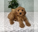 Small #2 Cavapoo