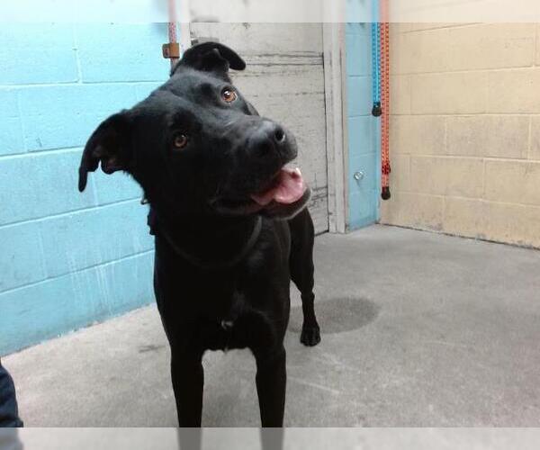 Medium Photo #1 Labrador Retriever Puppy For Sale in Downey, CA, USA