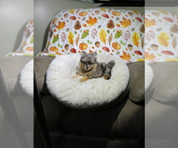 Medium Photo #7 Pomeranian Puppy For Sale in COOKEVILLE, TN, USA