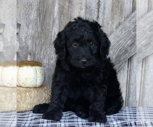 Labradoodle Puppy for sale in FREDERICKSBURG, OH, USA