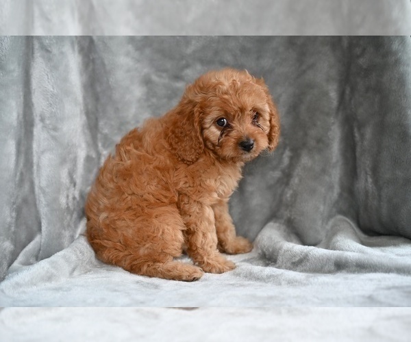 Medium Photo #3 Cavapoo Puppy For Sale in MILLERSBURG, OH, USA
