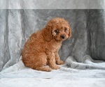 Small #2 Cavapoo