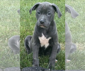 Mutt Dogs for adoption in Clarkston, MI, USA