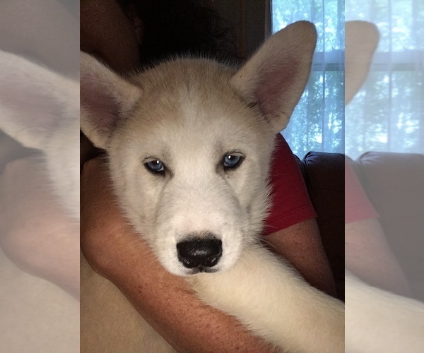 Medium Photo #4 Pomsky-Siberian Husky Mix Puppy For Sale in PLAINWELL, MI, USA