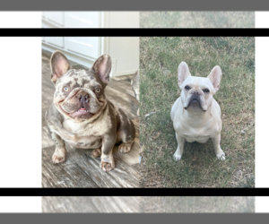 French Bulldog Puppy for sale in LITTLE ELM, TX, USA