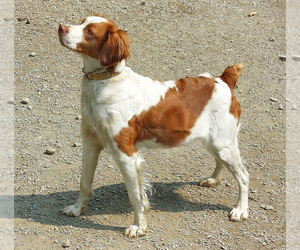 Mother of the Brittany puppies born on 10/12/2025
