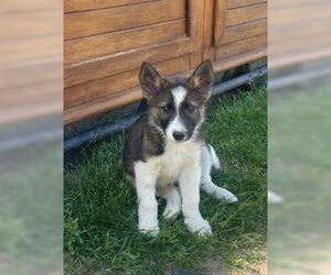 German Shepherd Dog-Unknown Mix Dogs for adoption in Sandy, UT, USA